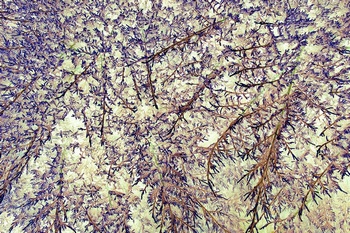 N 198A